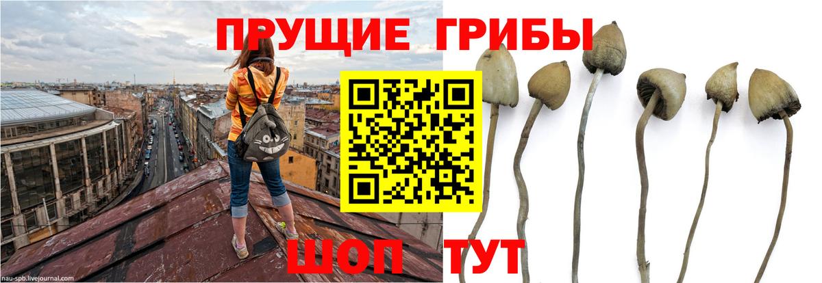 Галлюциногенные грибы прущие грибы Моздок